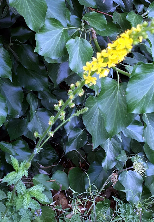 spiga di fiori gialli golena Arno - Agrimonia eupatoria (Rosaceae)